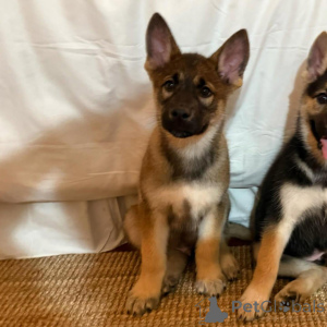 Photo №3. German Shepherd puppies. Germany
