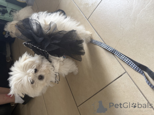 Photo №1. german spitz - for sale in the city of Zweibrücken | negotiated | Announcement № 147826