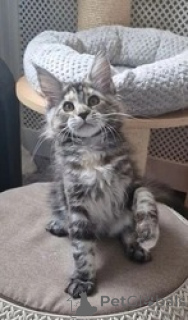 Photo №1. maine coon - for sale in the city of Beresje | negotiated | Announcement № 169620