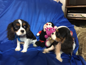 Photo №2 to announcement № 1269 for the sale of cavalier king charles spaniel - buy in Belarus private announcement