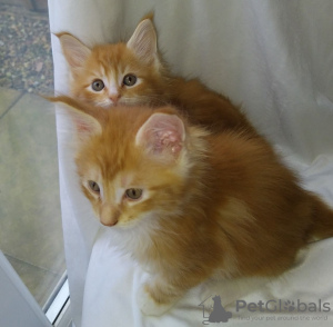 Photo №2 to announcement № 75825 for the sale of maine coon - buy in Germany 