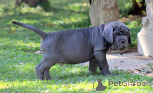 Photo №1. neapolitan mastiff - for sale in the city of Aurich | negotiated | Announcement № 166148