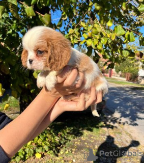 Photo №2 to announcement № 82048 for the sale of cavalier king charles spaniel - buy in Serbia breeder