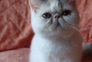 Photo №2 to announcement № 1169 for the sale of exotic shorthair - buy in France breeder