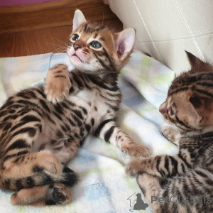 Photo №2 to announcement № 152213 for the sale of bengal cat - buy in Germany private announcement, breeder