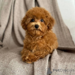 Photo №3. Kääpiövillakoiran pennut 1 000 . Finland