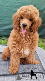 Photo №3. Red toy poodle. Serbia