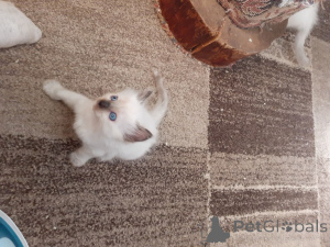 Photo №2 to announcement № 167527 for the sale of ragdoll - buy in Denmark private announcement, breeder