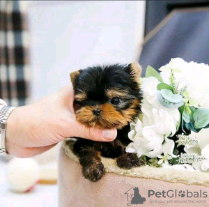 Photo №2 to announcement № 112999 for the sale of yorkshire terrier - buy in Finland 