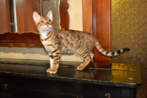 Photo №1. bengal cat - for sale in the city of Никополь | 421$ | Announcement № 4611