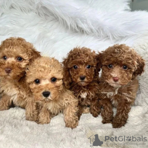 Photo №1. poodle (toy) - for sale in the city of Manila | negotiated | Announcement № 75321