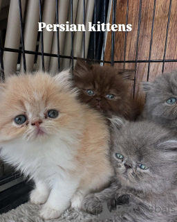 Photo №2 to announcement № 167312 for the sale of persian cat - buy in Germany private announcement