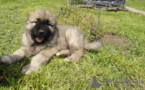Photo №4. I will sell caucasian shepherd dog in the city of Nikolaev. private announcement, breeder - price - 500$