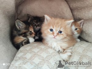 Photo №3. Vaccinated Maine Coon Kittens ready now for loving homes. Germany