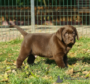 Additional photos: Sprzedam Słodkie Czekoladowe Szczenięta Labradora