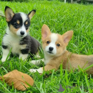 Photo №1. welsh corgi - for sale in the city of Madrid | negotiated | Announcement № 175868
