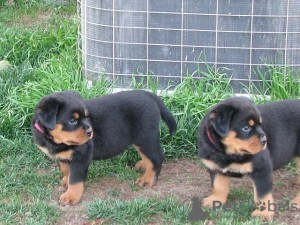 Photo №1. rottweiler - for sale in the city of Santa Ana | Is free | Announcement № 124100