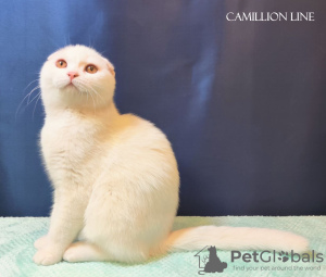 Photo №2 to announcement № 78113 for the sale of scottish fold - buy in Russian Federation 