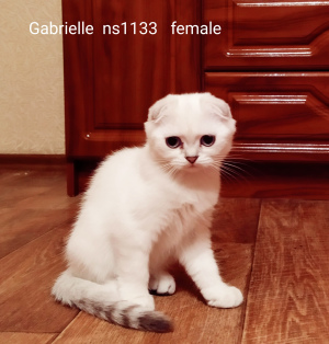 Photo №1. scottish fold - for sale in the city of Krasnodar | Negotiated | Announcement № 3482