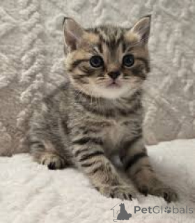 Photo №2 to announcement № 164066 for the sale of european shorthair - buy in Finland private announcement, breeder