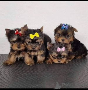 Photo №3. Male and female Yorkie puppies for sale Perfect age to bond with families. Swaziland