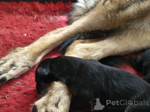 Photo №3. Alexander Morozov. Estonia