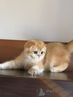 Photo №3. Meet Oliver our little gentleman with folded ears and the biggest heart. Calm,. Iceland