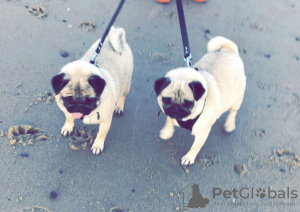 Photo №2 to announcement № 36112 for the sale of pug - buy in Lithuania private announcement