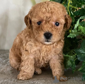 Photo №1. poodle (toy) - for sale in the city of Hunya | 370$ | Announcement № 65049