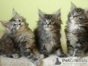 Photo №1. maine coon - for sale in the city of Амстердам | Is free | Announcement № 105504