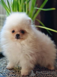 Photo №2 to announcement № 18781 for the sale of pomeranian - buy in Lithuania from nursery