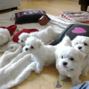 Additional photos: Beautiful Maltese puppy