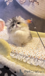 Photo №1. munchkin - for sale in the city of CalW | 361$ | Announcement № 154213