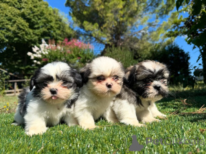 Photo №1. shih tzu - for sale in the city of Prague | negotiated | Announcement № 160840