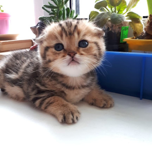 Photo №2 to announcement № 1583 for the sale of scottish fold - buy in Russian Federation private announcement