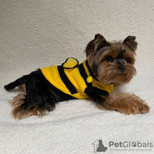 Photo №1. yorkshire terrier - for sale in the city of Lima | negotiated | Announcement № 49928