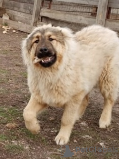 Photo №1. caucasian shepherd dog - for sale in the city of Москва | 467$ | Announcement № 8811
