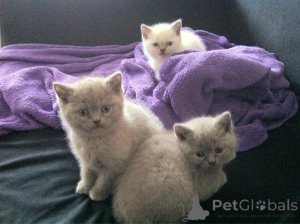 Photo №1. british shorthair - for sale in the city of Geel | Is free | Announcement № 165759
