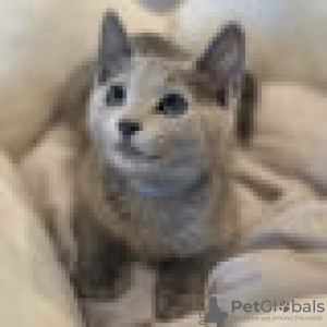 Photo №1. russian blue - for sale in the city of Гриндельвальд | Is free | Announcement № 129204