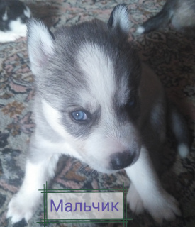 Photo №1. siberian husky - for sale in the city of Svetlogorsk | 124$ | Announcement № 7110