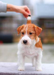 Photo №1. jack russell terrier - for sale in the city of  | 5691$ | Announcement № 4432