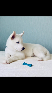 Photo №3. Beautiful Siberian Husky puppies from a smart couple!. Russian Federation