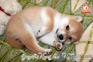 Photo №1. shiba inu - for sale in the city of Khmelnitsky | negotiated | Announcement № 73353