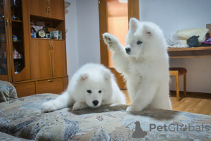 Additional photos: Purebred Samoyed puppies