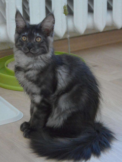 Photo №4. I will sell maine coon in the city of Kaišiadorys.  - price - 661$