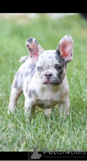 Photo №4. I will sell french bulldog in the city of Stari Banovci. breeder - price - negotiated