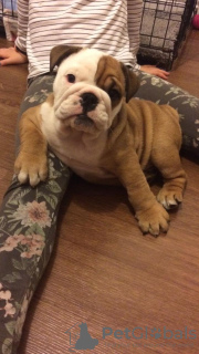 Photo №4. I will sell english bulldog in the city of Амстердам. private announcement, from nursery - price - 600$