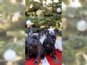 Photo №2 to announcement № 137201 for the sale of french bulldog - buy in Switzerland 