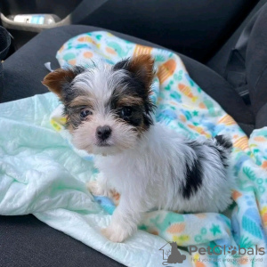 Photo №2 to announcement № 126831 for the sale of yorkshire terrier - buy in France breeder