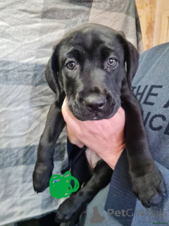 Photo №3. Pressa Cane Corso Welpen. Kontaktieren Sie mich per WhatsApp unter 44 7453. Germany